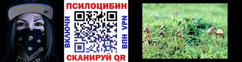 как найти наркотики  Гусев  Псилоцибиновые грибы Psilocybine cubensis 